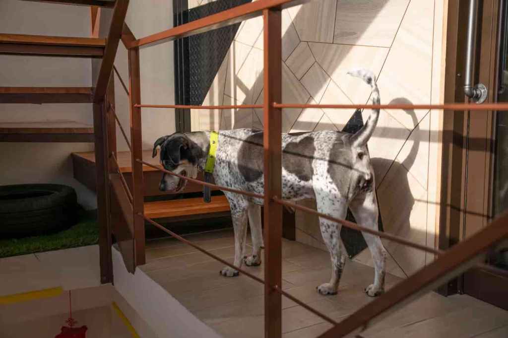 九窩第三位主人妞妞