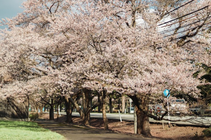 【日本留學日記#1】打開窗戶就能賞櫻的研究生日常