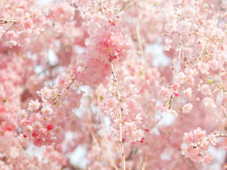 【日本留學日記#8】六點起床，神清氣爽