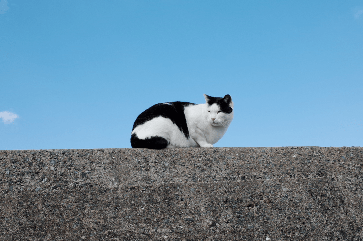 【福岡】夢幻日本貓島！快來福岡「相島」與可愛貓咪們相見