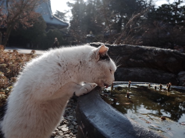 豪徳寺內親人的小貓